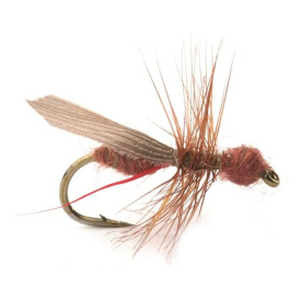 Guideline Flying Ant / Myra Cinnamon # 12